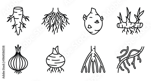 Set of eight root vegetable and plant root line art icons with transparent background. Healthy food