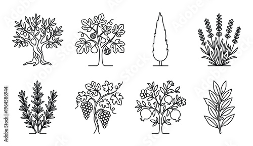 Set of trees and plants outline icon. vector black and white sketch for label packaging