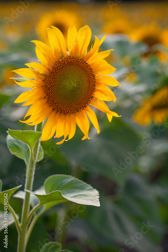 Field of sunflowers at sunset, close-up flowering yellow sunflower, concept of summer and harvest