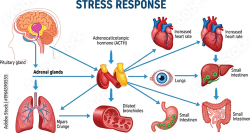 Medical infographic vector illustration of human stress response showing pituitary gland adrenal glands heart lungs and digestive system