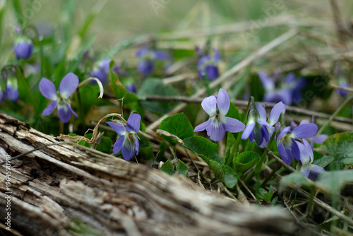 Foto beautiful flowers Viola reichenbachiana in the forest