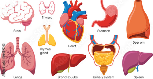 Internal organs vector set with human anatomical body parts including brain, stomach, kidney, spleen, heart, lungs, and urinary system illustration