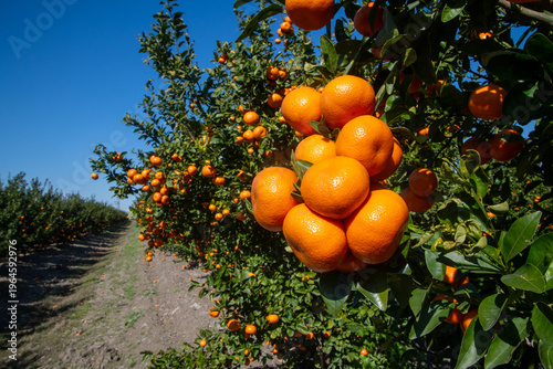 Obraz na płótnie Tangerine orchard, Tangerine tree