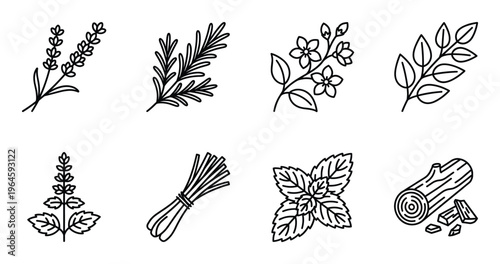 Aromatic herbs icons set including lavender rosemary jasmine mint lemongrass and sandalwood log wood