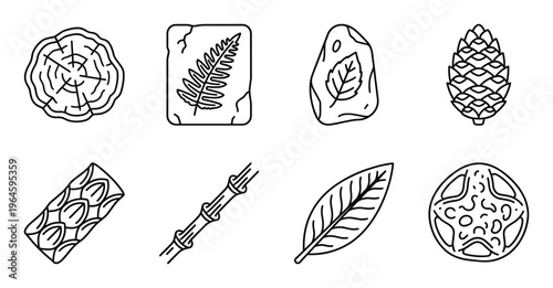 Paleontology and forest elements icons featuring tree ring fossil fern leaf pine cone and bamboo rod