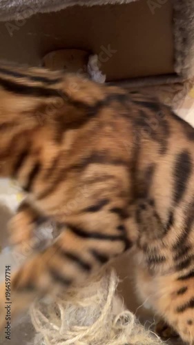 Bengal cats fight for the top spot on the bed.