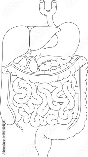 Complete Human Digestive System Anatomy Line Art Vector Diagram for Education