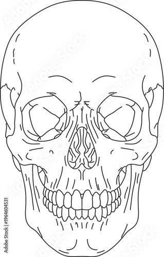 Detailed Human Skull Frontal View Anatomy Line Art Vector Diagram