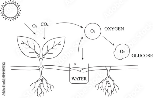 Detailed Photosynthesis Process in Plant Life Cycle Line Art Vector Diagram