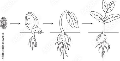 Detailed Stages of Seed Germination Process Line Art Vector Diagram for Botany