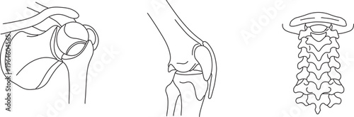 Detailed Types of Human Synovial Bone Joints Anatomy Line Art Vector Diagram