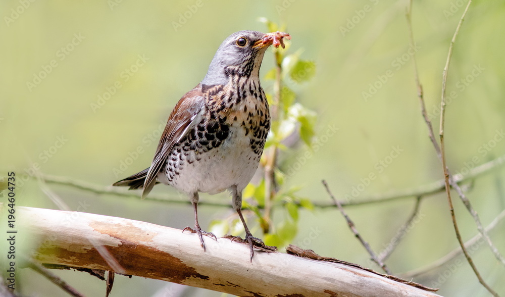 Fototapeta premium red winged blackbird