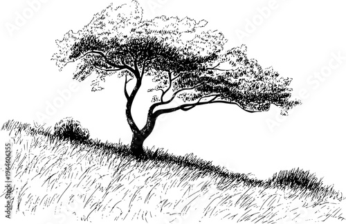Konstfotografi Black and white of a windswept tree a grassy hill with sparse bushes nature
