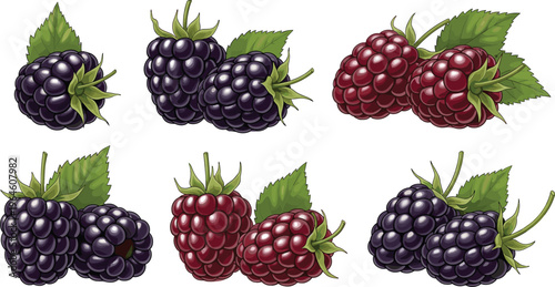 Set of fresh blackberry and raspberry fruits with leaves isolated on white background healthy berry vector illustration collection
