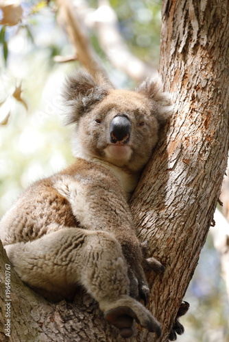 Canvas Print Koala in Australia