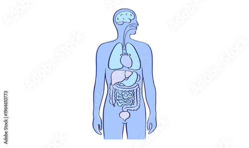 Internal Organs Sketch