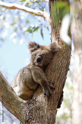 Photography Koala in Australia