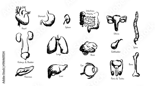 Internal Organs Sketch
