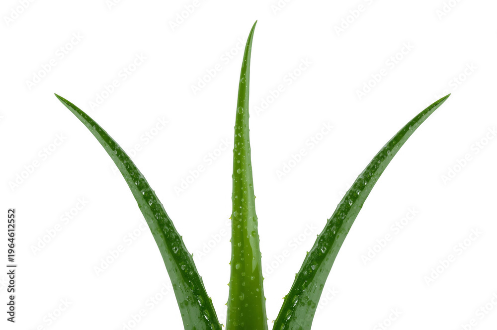 Fototapeta premium Aloe vera leaves with water drops on transparent background