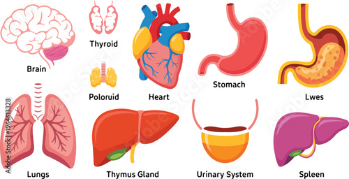 Internal organs vector set with human anatomical body parts including brain, stomach, kidney, spleen, heart, lungs, and urinary system illustration