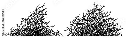 Thorny bushes and tangled dry branches in vintage engraving style