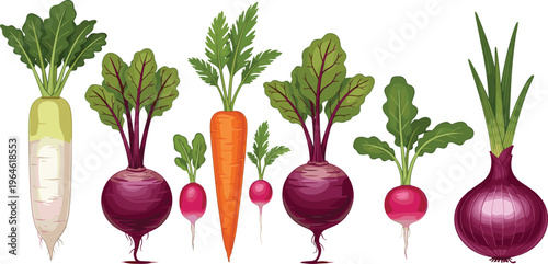 Set of fresh vegetables including carrot beetroot radish and onion isolated on white background healthy food vector illustration collection