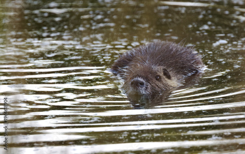 A nutria swims across the lake; a nutria's head pokes out of the water; the nutria's brown fur; brown-eyed coypu; a rodent with whiskers in the pond; Myocastor coypus