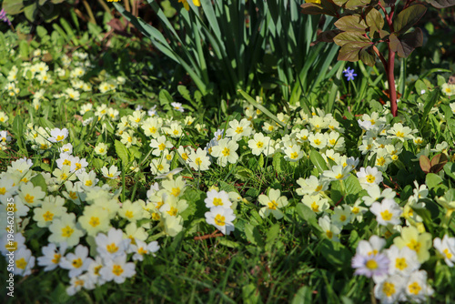 Obraz na plátně A meadow of primroses in a spring garden in daylight