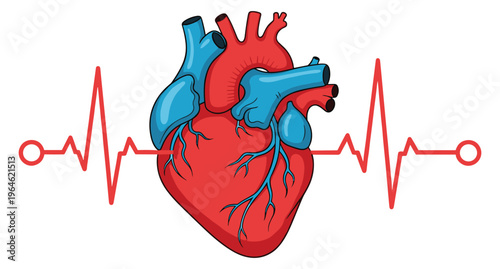 Human heart anatomy illustration with ecg heartbeat line for medical health and cardiology vectorHuman heart anatomy illustration with ecg heartbeat line for medical health and cardiology vector