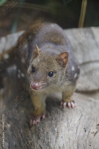 Foto Spotted-tail Quoll