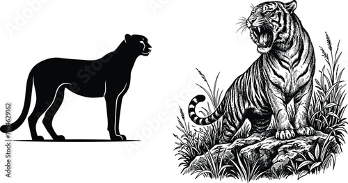 Tiger and panther vector illustration set, black silhouette and detailed roaring tiger line art, wild predator animals isolated on white