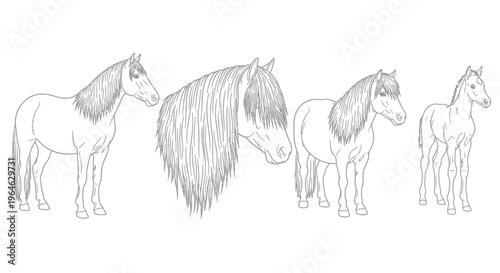 Line art illustration showcasing a herd of Icelandic horses in various poses, including a foal