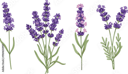 Set of lavender flowers with green leaves isolated on white background aromatic herbal plant vector illustration collection