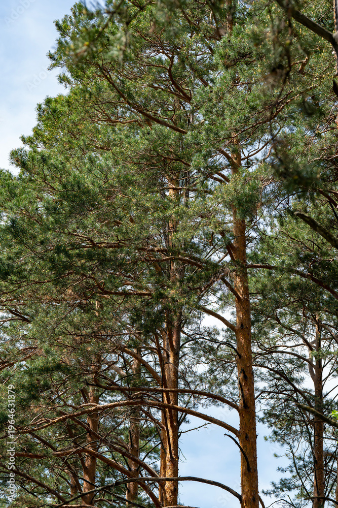 Fototapeta premium Sunlit Pine Trees in a Dense Forest Canopy With Blue Sky and Natural Textures