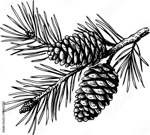Detailed black and white of a pine branch with pine cones and needles tree