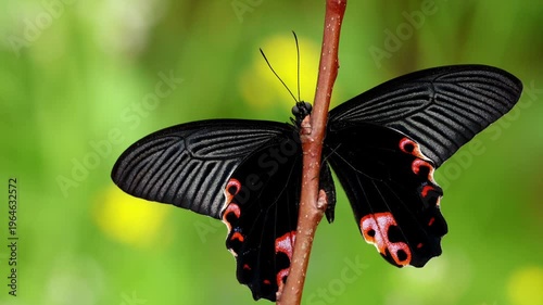 Freshly emerged spangle butterfly papilio protenor resting quietly on green leaf after long pupal diapause captured in close up during spring morning in himachal pradesh india.