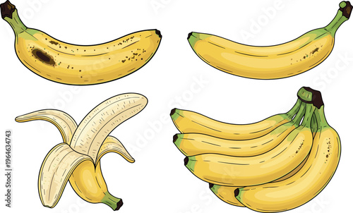 Banana fruit set whole peeled and bunch yellow tropical food illustration fresh organic healthy snack vector collection design