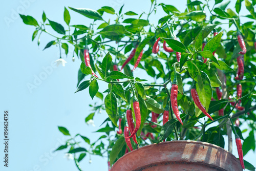 red hot chilli pepper plant. The cultivar is Beldanga Green Chilli, originated from Beldanga, located in the Murshidabad district of West Bengal. A widely available popular variety in Bengali cuisine.