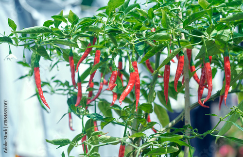 red hot chilli pepper plant. The cultivar is Beldanga Green Chilli, originated from Beldanga, located in the Murshidabad district of West Bengal. A widely available popular variety in Bengali cuisine.