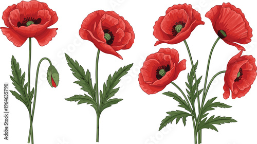 Set of red poppy flowers with stems and leaves isolated on white background botanical vector illustration collection