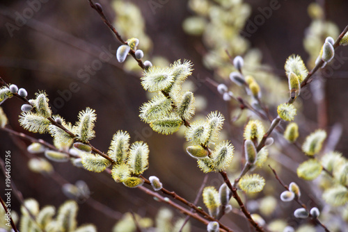 Flowering branch of willow (Salix caprea)