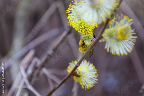 Photography Macro photography of bright yellow willow catkins blooming on a thin branch in early spring