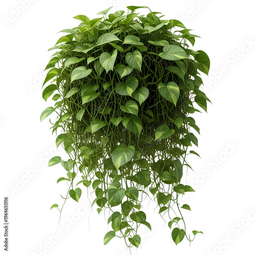 A green plant with leaves isolated on transparent background