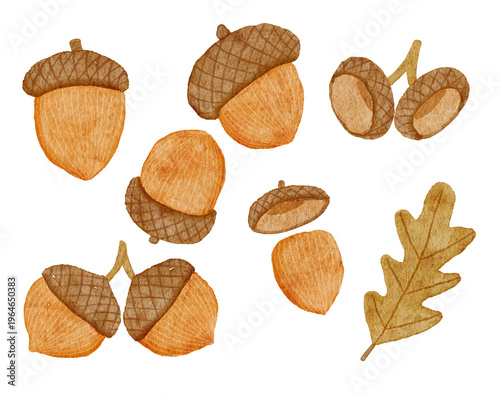 Set of acorns and oak leaf. Hand drawn watercolor clip arts isolated.