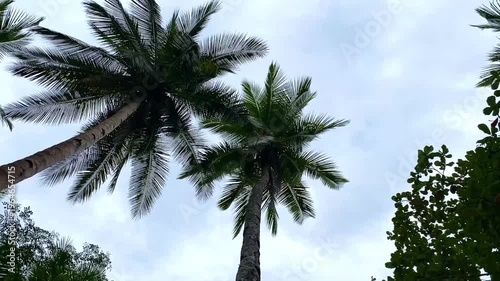 Coconut trees against a clear blue sky. Palm tree and beautiful blue sky as background. Travel. Holiday. Vacation. Low angle view of coconut trees on beach is waving by wind.