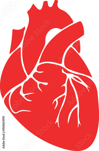 Simplified red human heart anatomy with major vessels