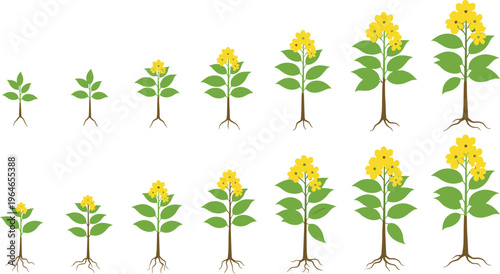 Plant growth stages with roots leaves and yellow flowers botanical development process nature vector illustration set