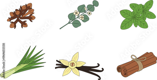 Herbs and Spices Vector Set with Cinnamon Sticks, Vanilla, Mint, Eucalyptus, Lemongrass and Cloves for Cooking, Aromatherapy and Natural Ingredient Design