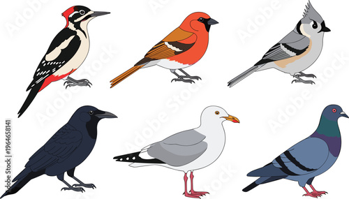 Bird Species Vector Set Featuring Woodpecker, Finch, Titmouse, Crow, Seagull and Pigeon with Detailed Wildlife Illustrations for Nature Education and Design