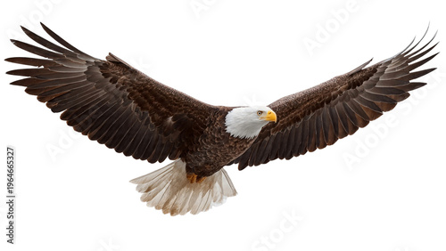 Bald eagle flying with wings spread with isolated on transparent background
